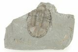 Isoteloides Flexus Trilobite - Fillmore Formation, Utah #274039-1